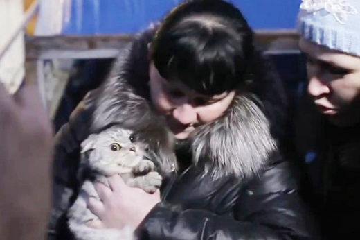 cat